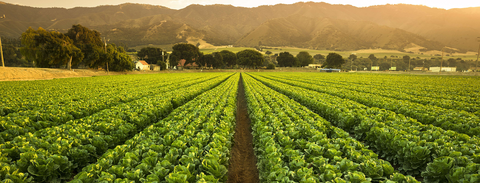 Image of crops in a field at sunset.